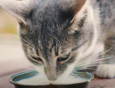 Why Cat Can't Drink Milk? Unraveling the Secret
