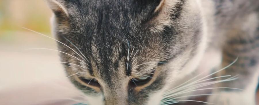 Why Cat Can't Drink Milk? Unraveling the Secret