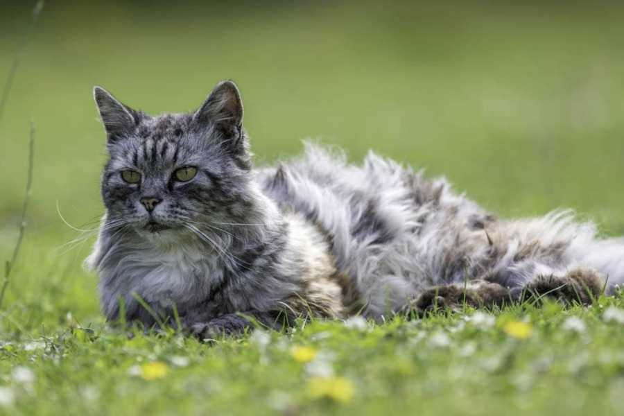 Signs of a Poor Coat