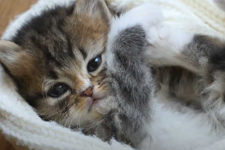 Causes of Watery Cat Eyes