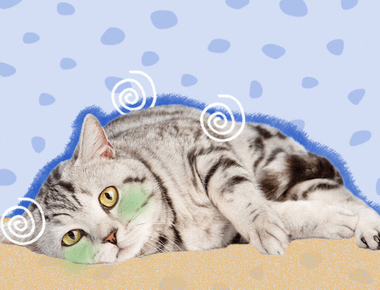 What to Do If Cat Eats Toxic Plant - Prevention Symptoms and Immediate Actions