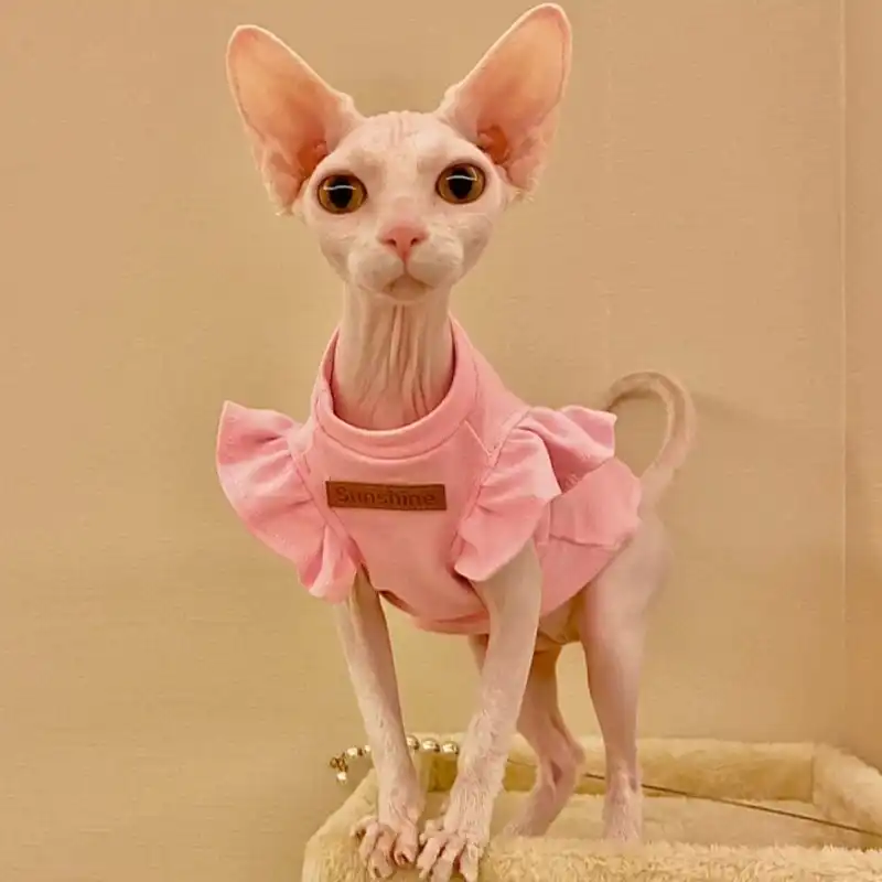 sphynx cat