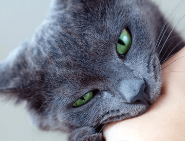 Is Cat Bite Dangerous? Treatment And When To Get Help