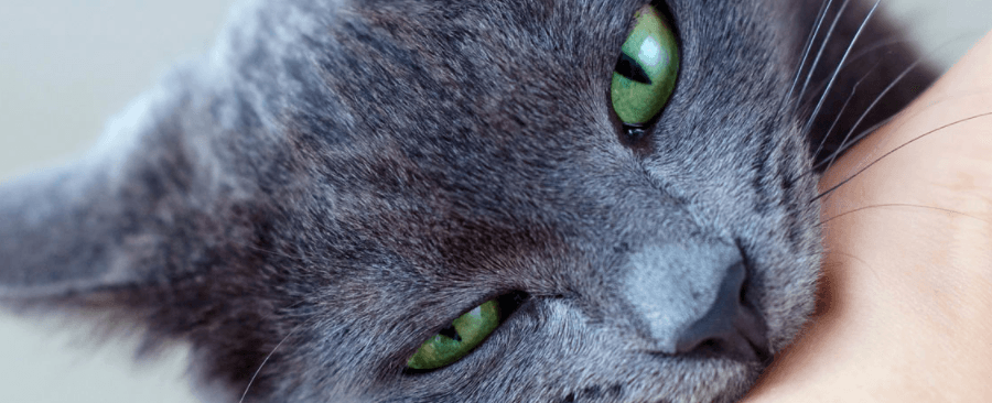Is Cat Bite Dangerous? Treatment And When To Get Help